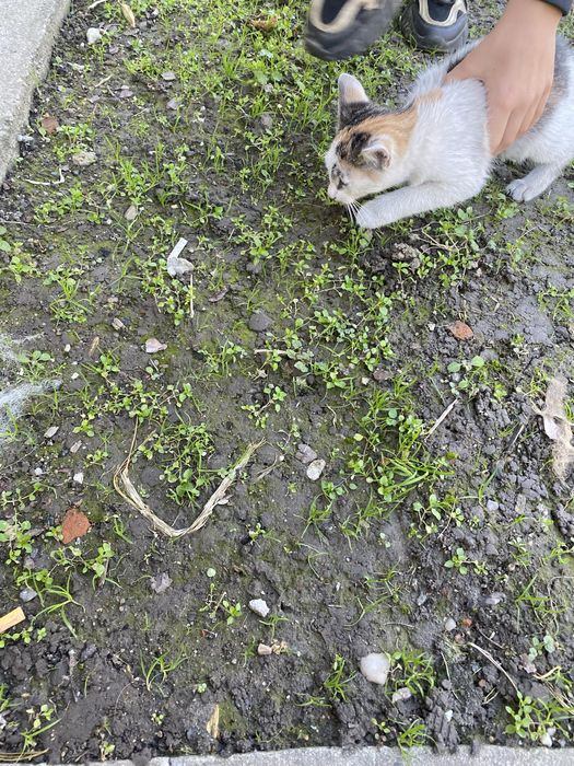 Oddam kotka wiecej inf pod tel