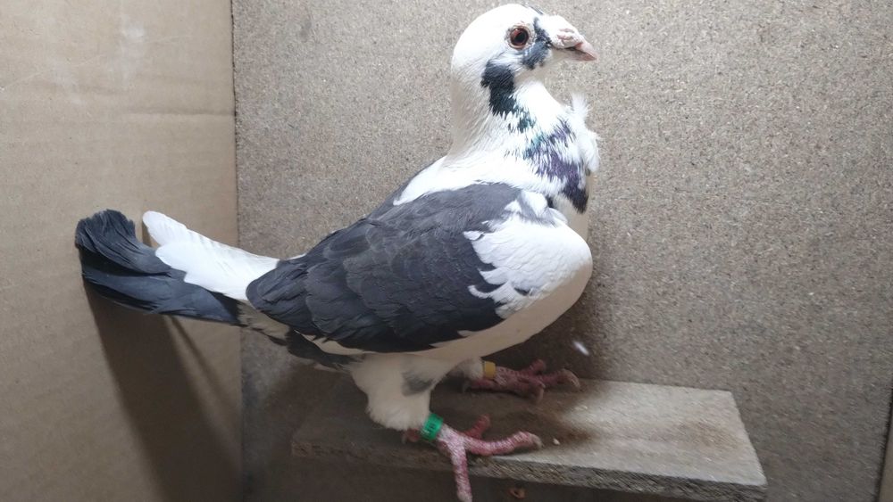 Gołębie staropolskie