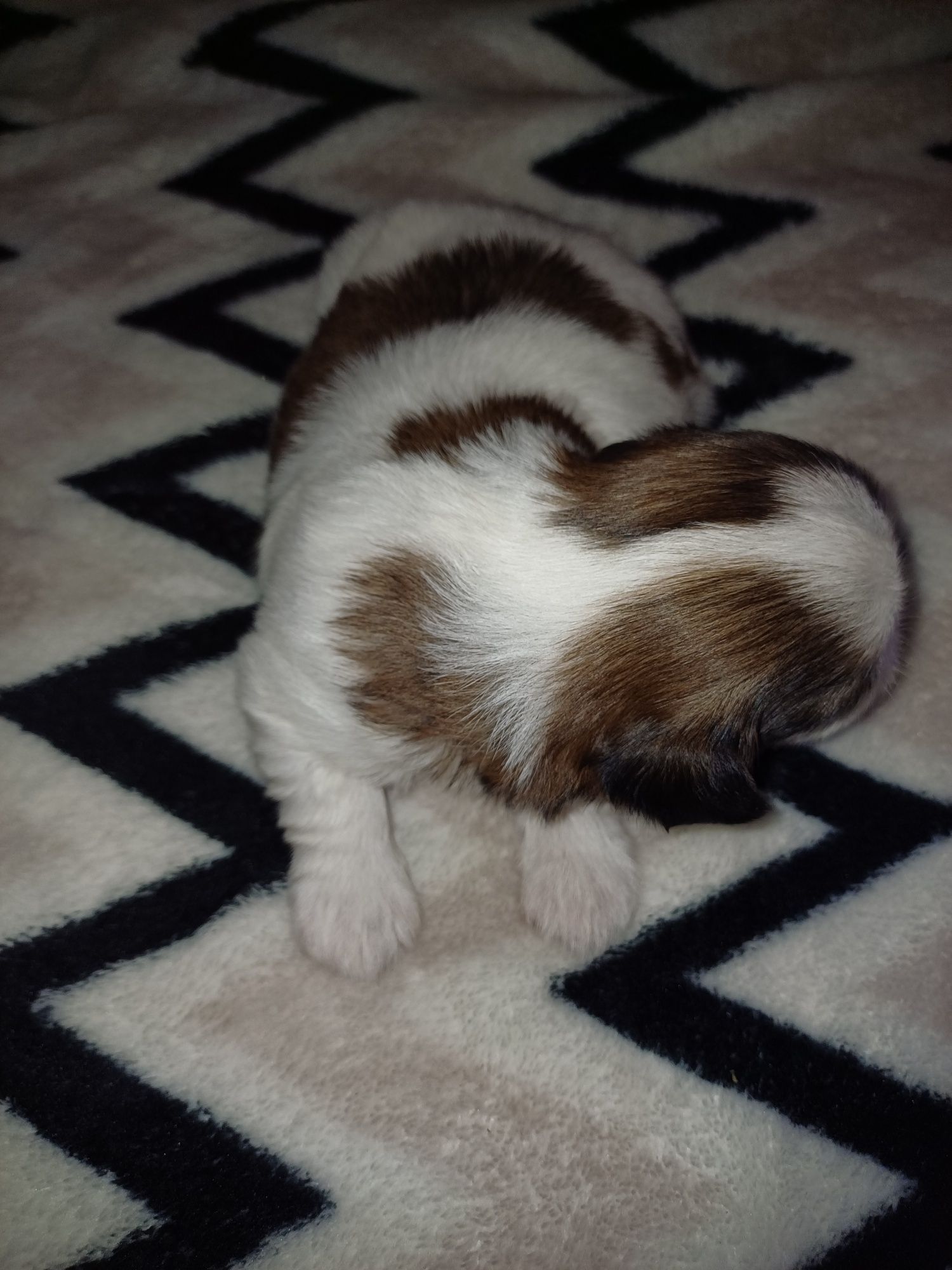 Ogłoszenia prywatne shih tzu