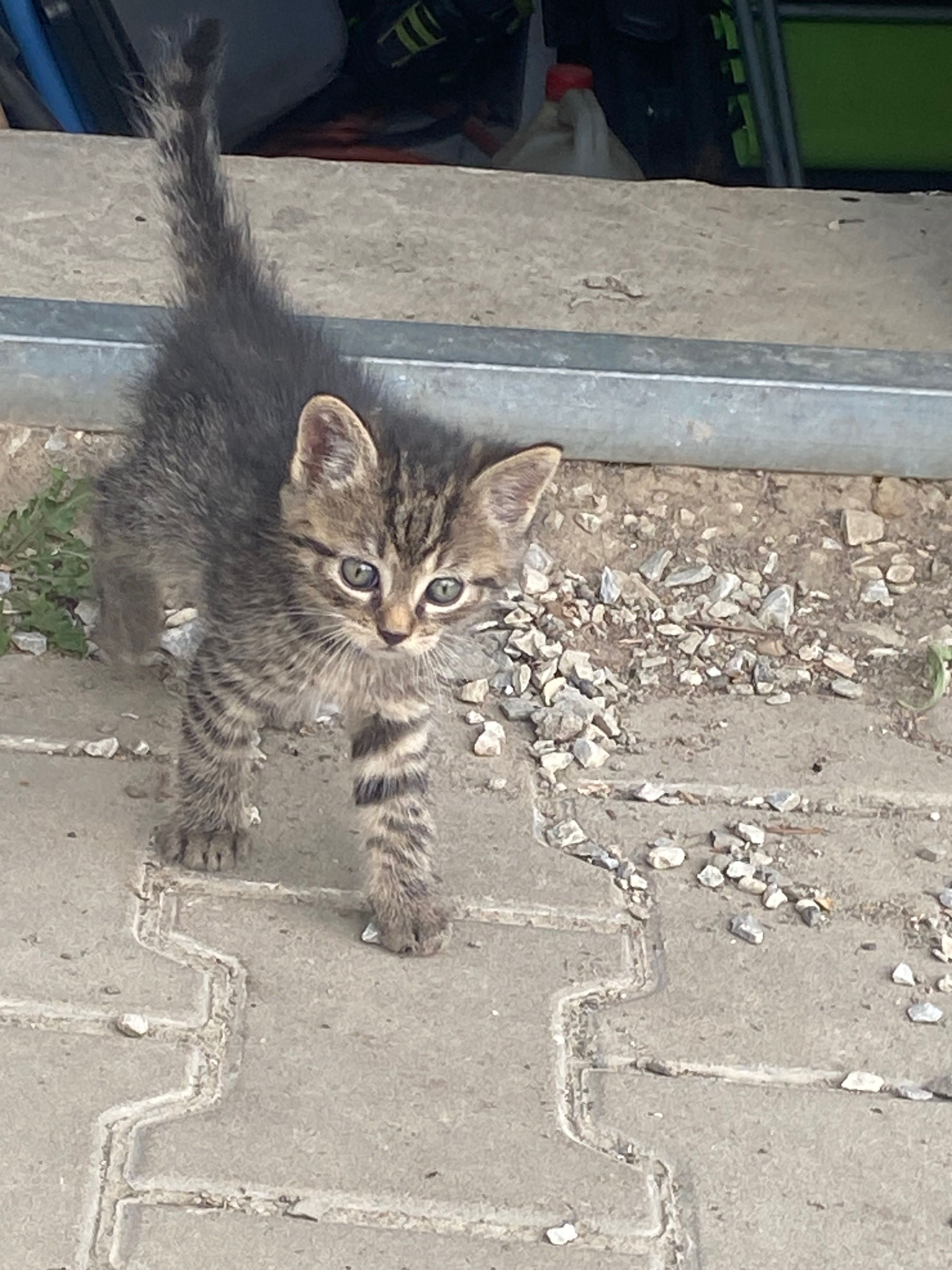 Oddam kotki w dobre ręce Nowy Sącz