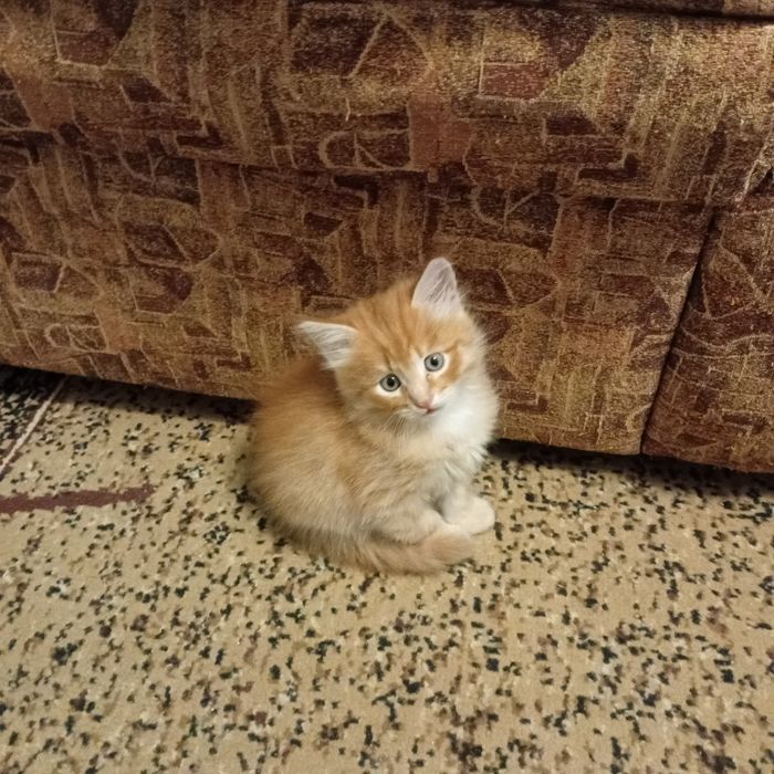Кошенято безкоштовно