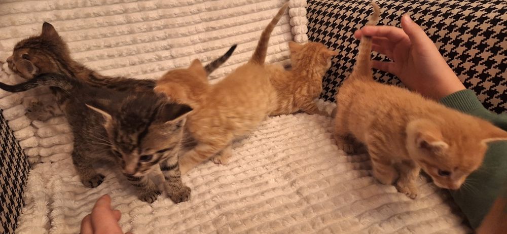 Oddam.     kotki ,koty  zostały 2 szare