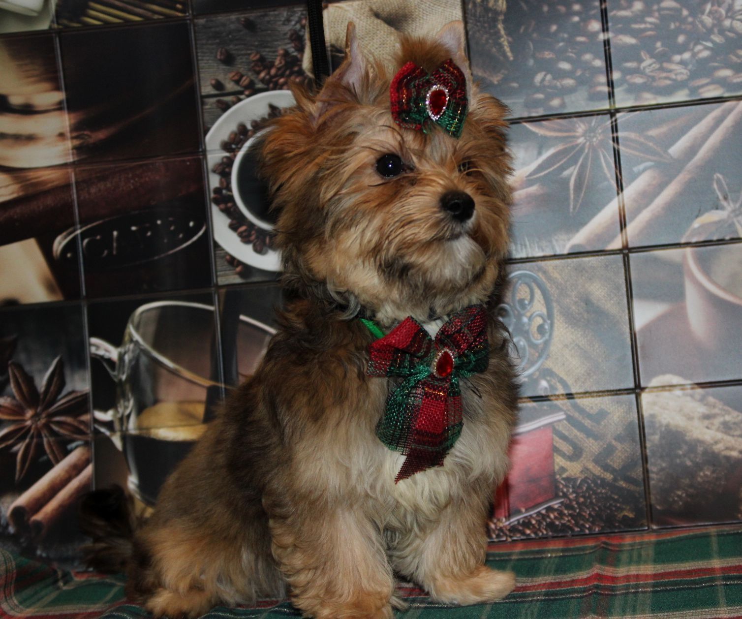 Ocean Pearl Yorkshire Terrier cudny piesek