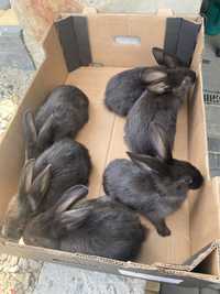 Sprzedam młode króliki