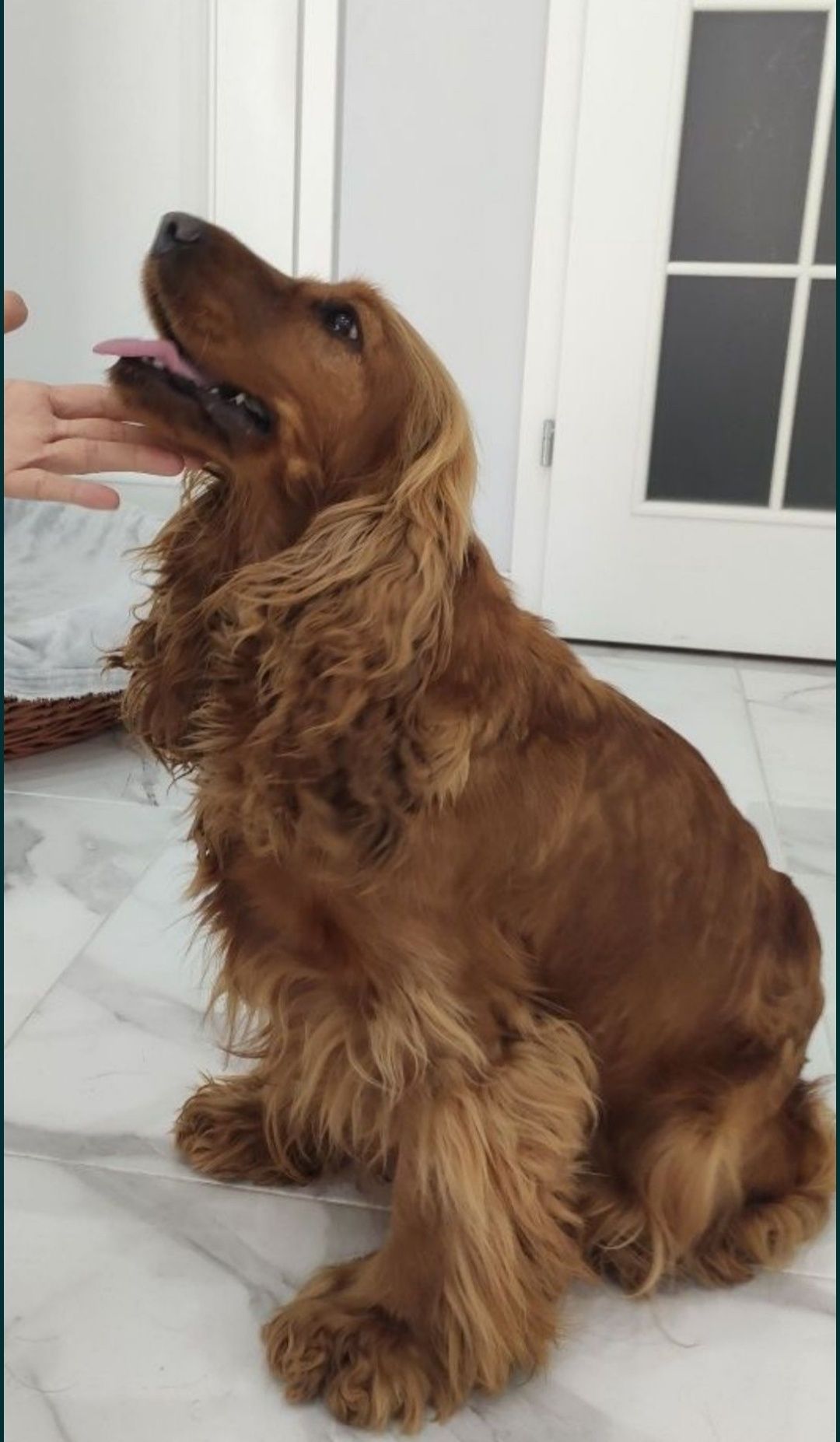 Ostatnia wolna suczka. Z rodowodem. Cocker spaniel angiel