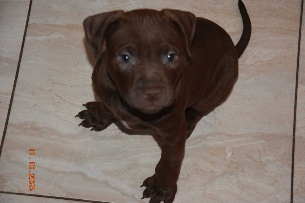 Szczeniak pit bull pitbull rodowód adba