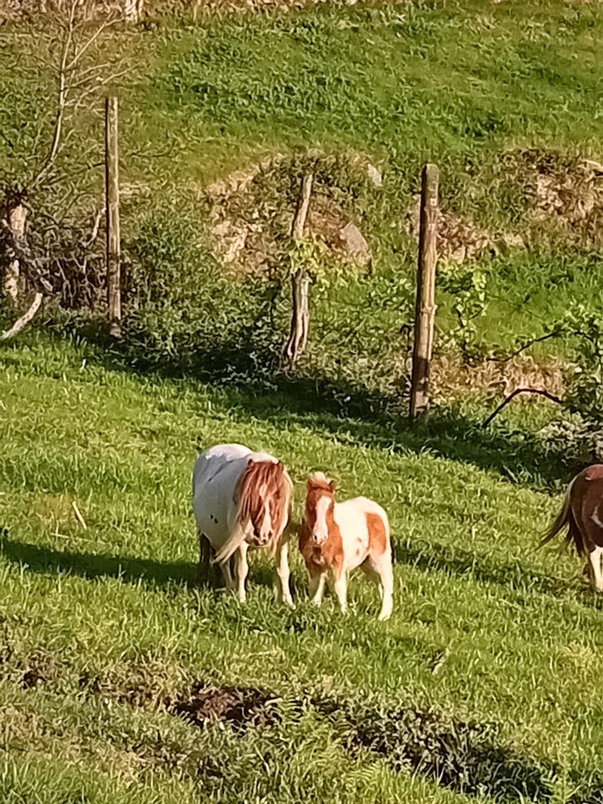 Ponei de cor branco e castanho