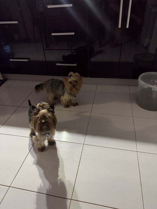 Йоркширський терєр, дівчинка йорка 3 міс ТОРГ