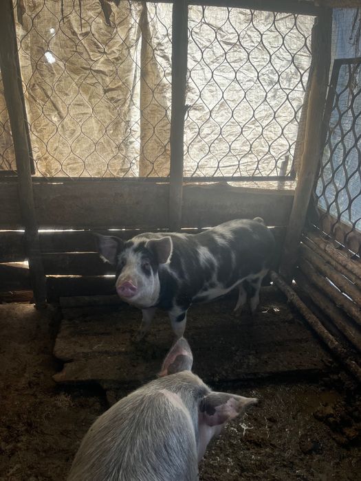 Продам двох свинок вагою 150 кг можливий варіант на свиноматку