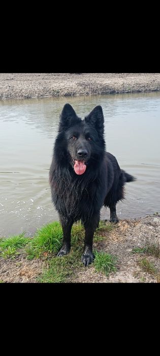 Owczarek niemiecki