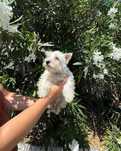 West Highland White Terrier