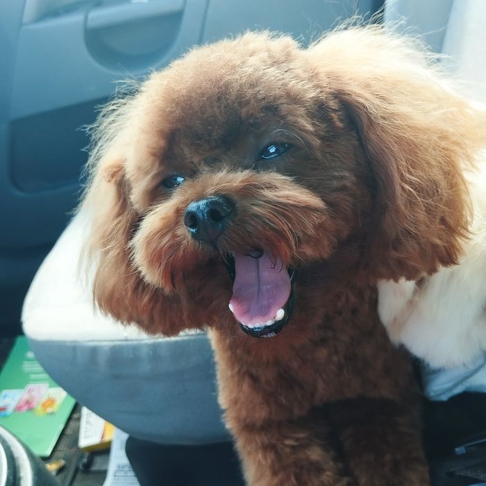 Samczyk Maltipoo F1 z Rodowodem