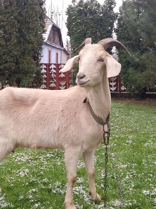 Продається молода англонубійська коза