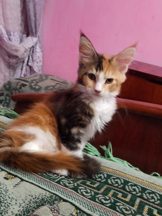 Мейн куни на розпродажу