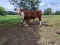 Hereford 100% odsadki