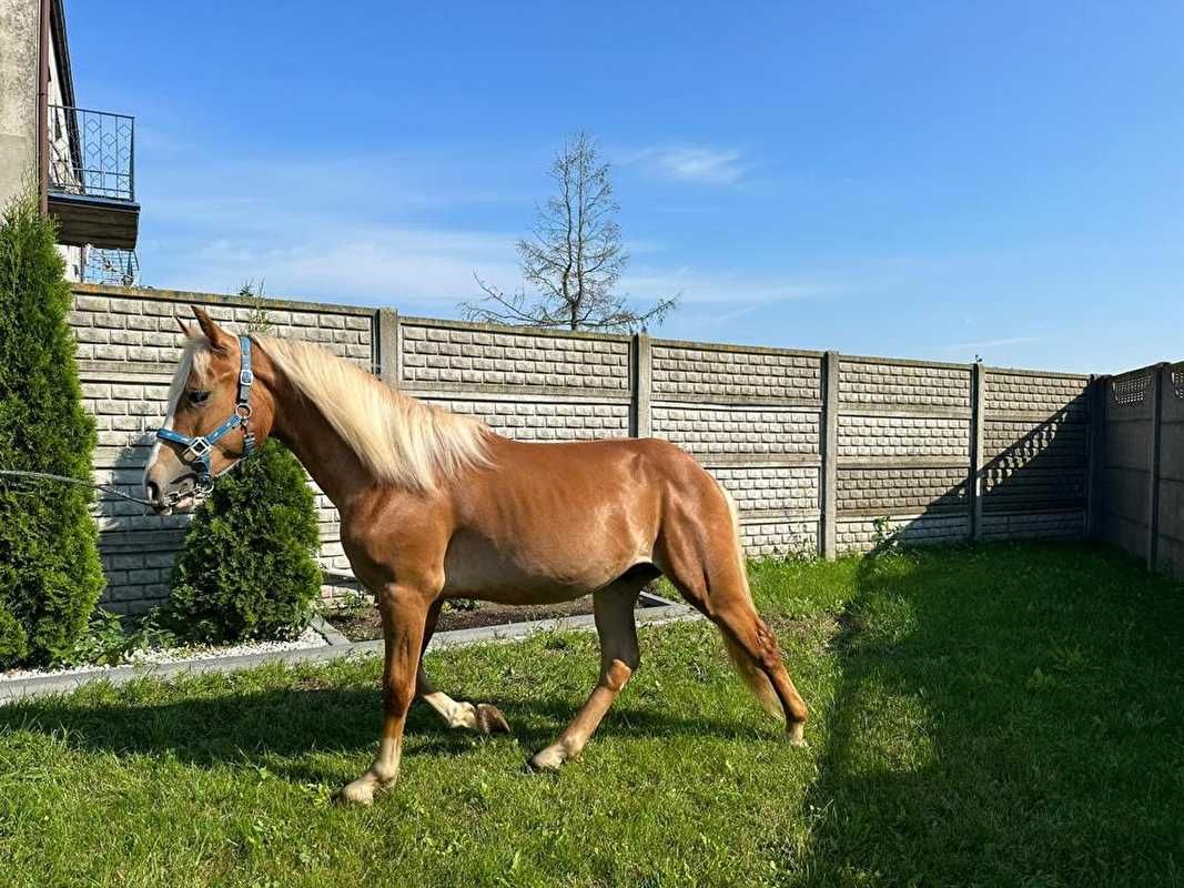 Ogier   haflinger