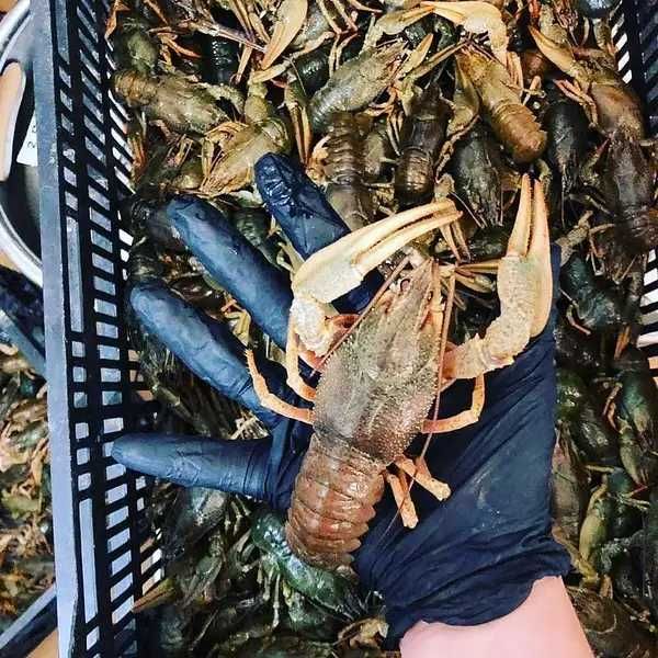 Продам раки живі в наявності, вялена риба лящ, плотва