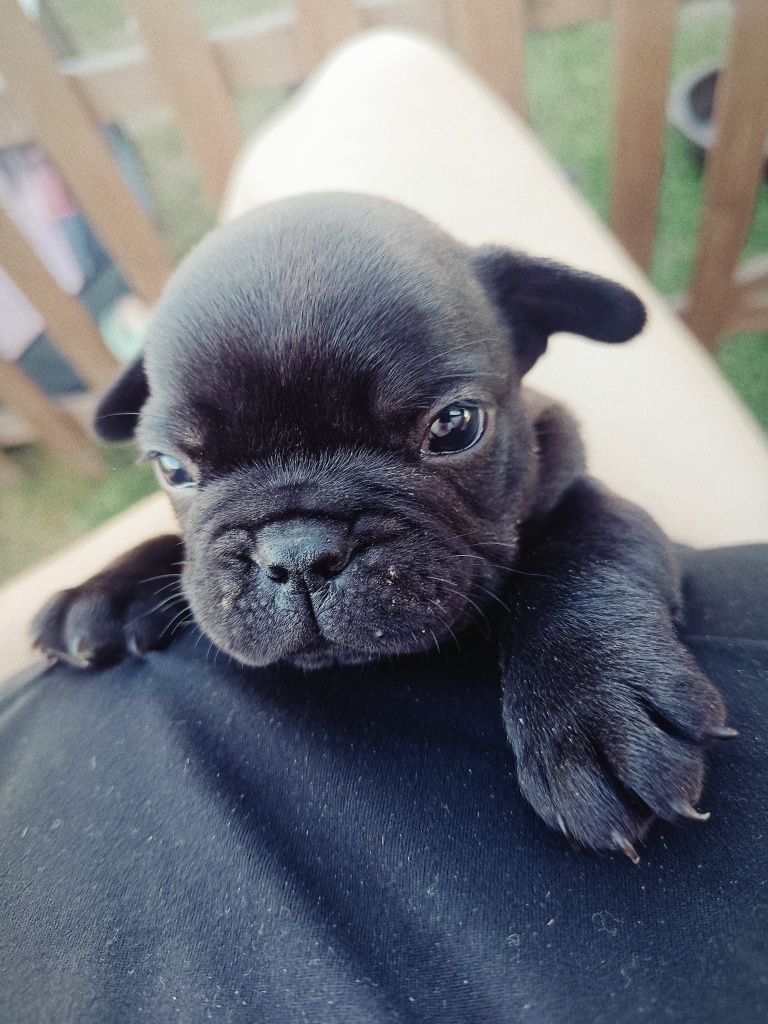 Buldog Francuski