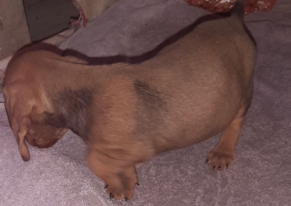 Продам цуценята такси