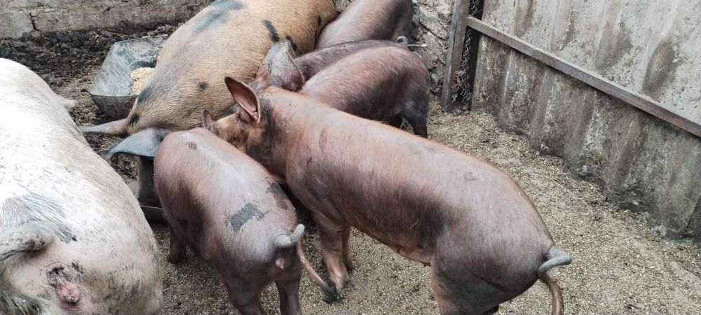 Продам поросят пол года месяц