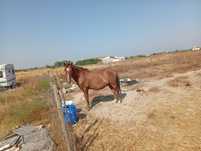 Cavalo laza capado