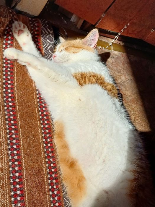 Киця Мальта стерилізована