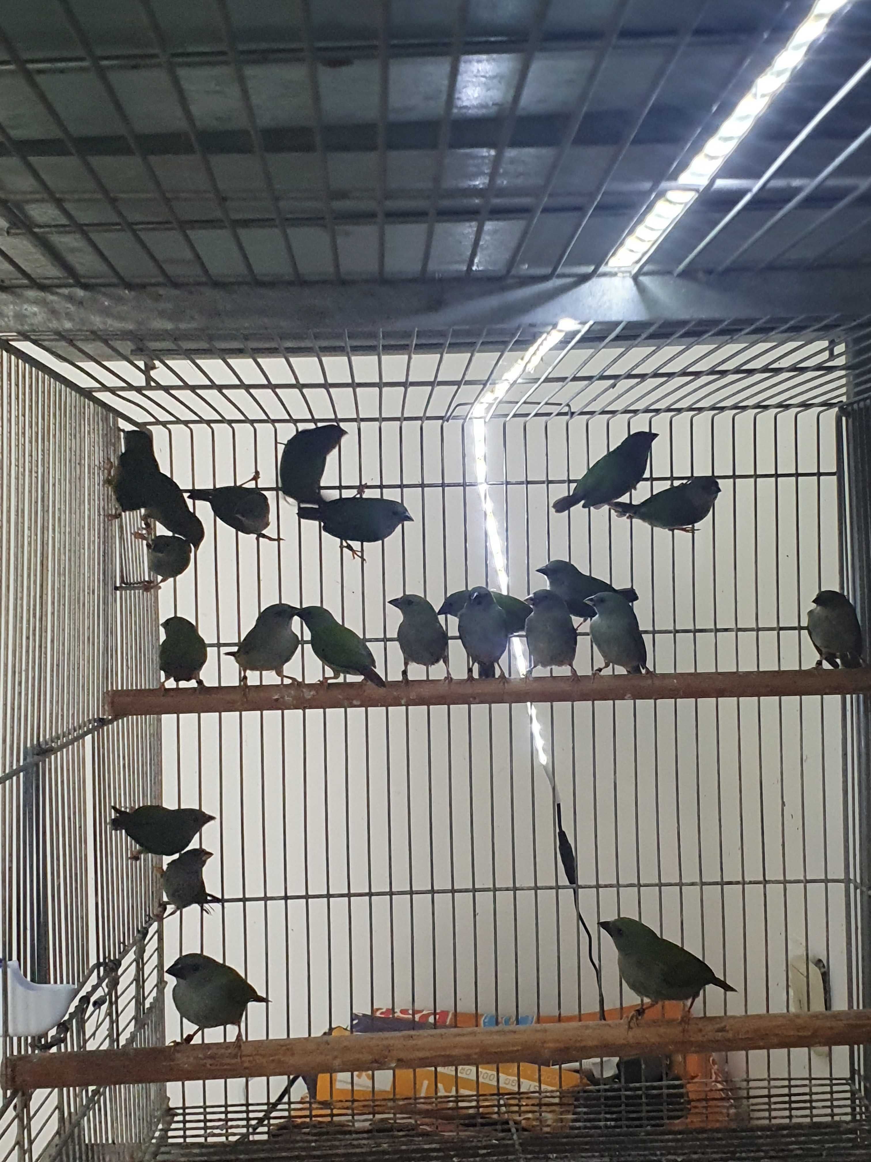 Venda de aves exoticas diamant papagaio,diamant forbe,diamant estrela