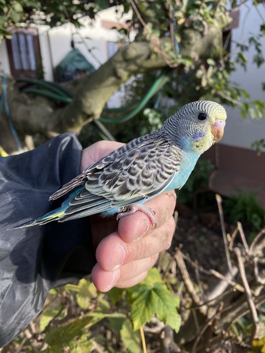 Periquito domesticado com gaiola exclusividade