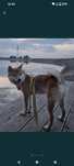Samiec Shiba Inu