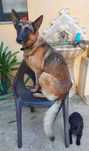 Cães para adoção