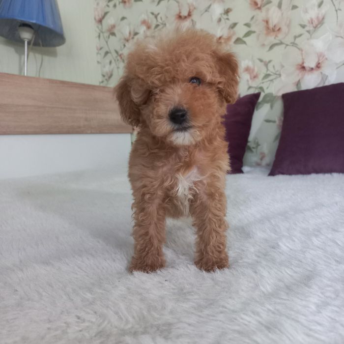 Большой выбор малышей мальтипу