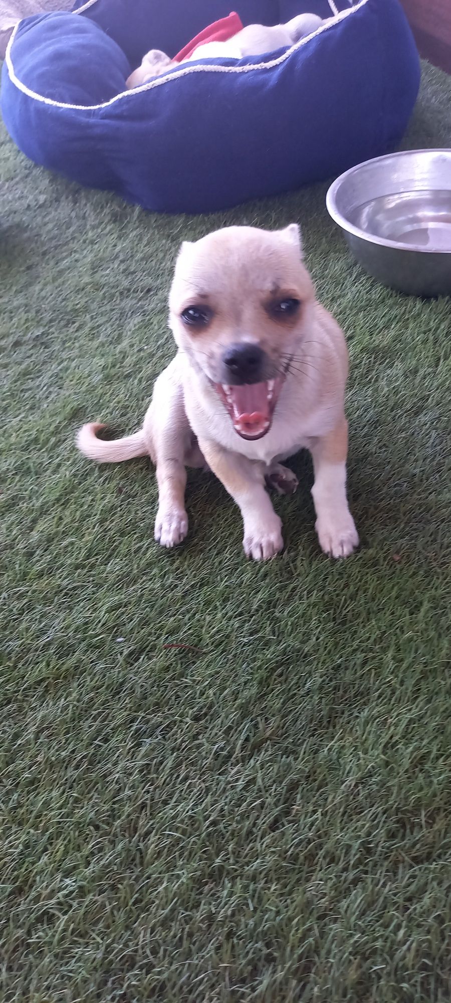 Piesek rasy Chihuahua