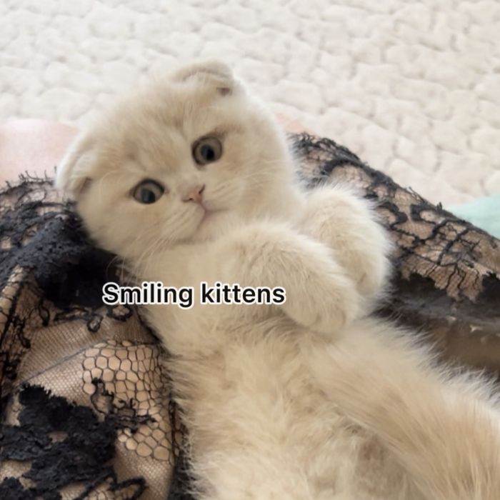 Кошеня  кремове