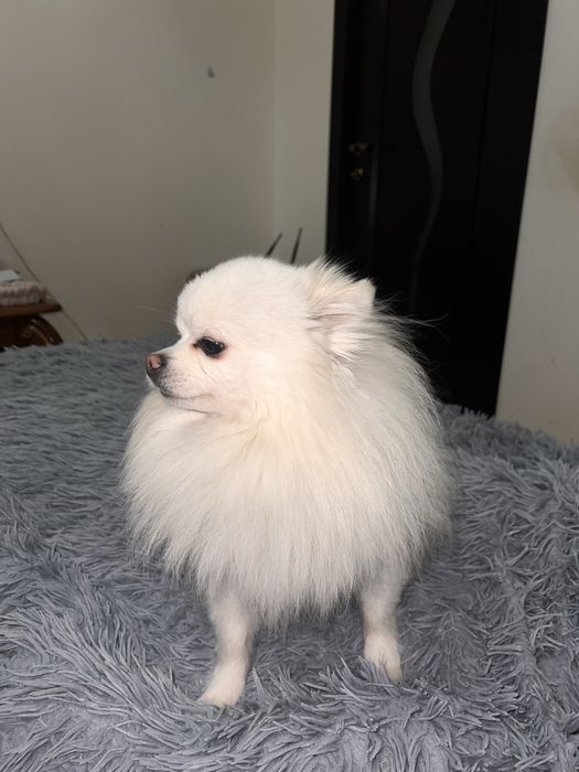 Вʼязка шпіц  білий