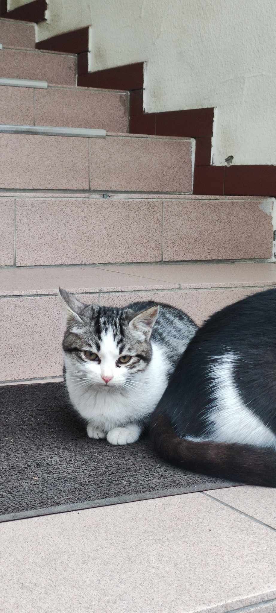 Самые маленькие котята в этот не сезон бесплатно