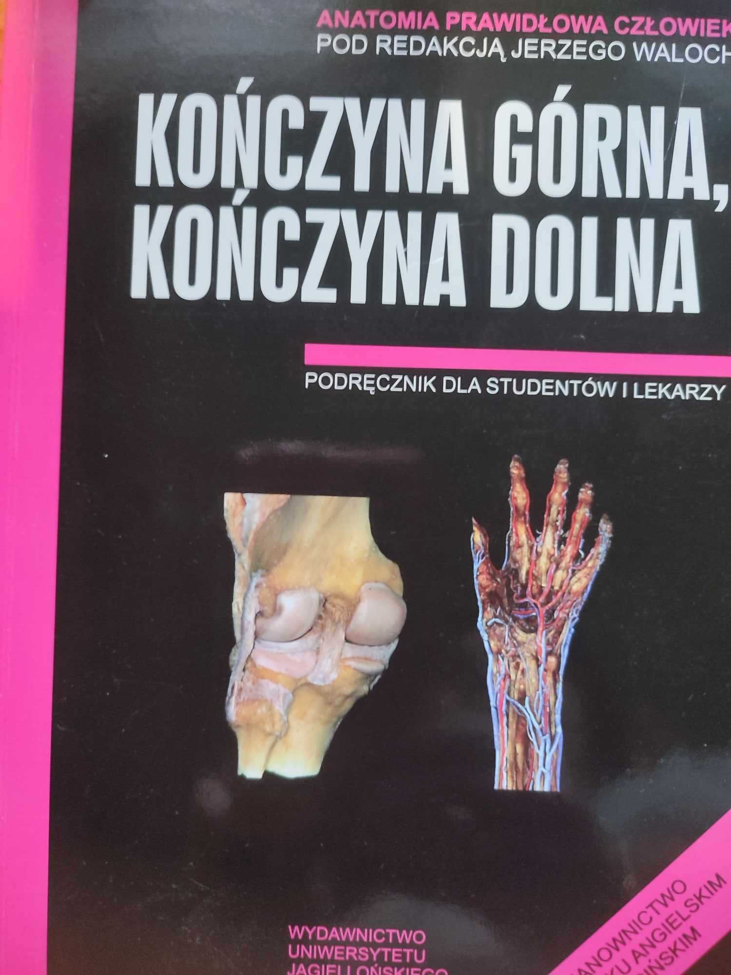 Anatomia prawidłowa człowieka. Kończyna górna. Kończyna dolna.