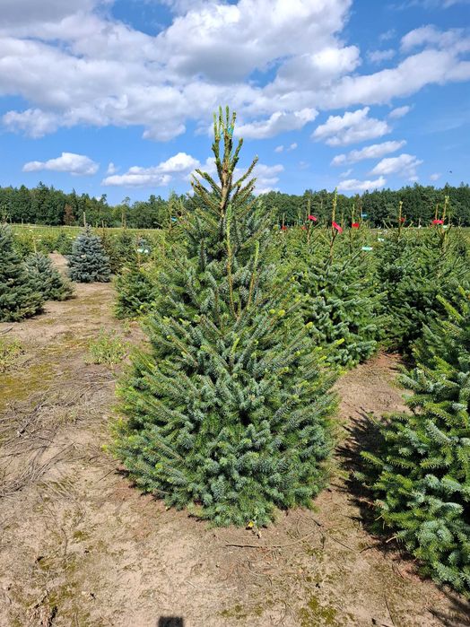 Świerk Serbski OMORIKA w donicy od 100 - 200 cm - TuChoinki.pl Jodła