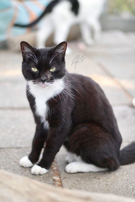 Kochana, śliczna i tulaśna Twinkie czeka na dom!