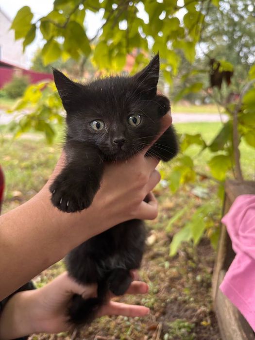 Відаюця у добрі руки терміново потрібен будинок