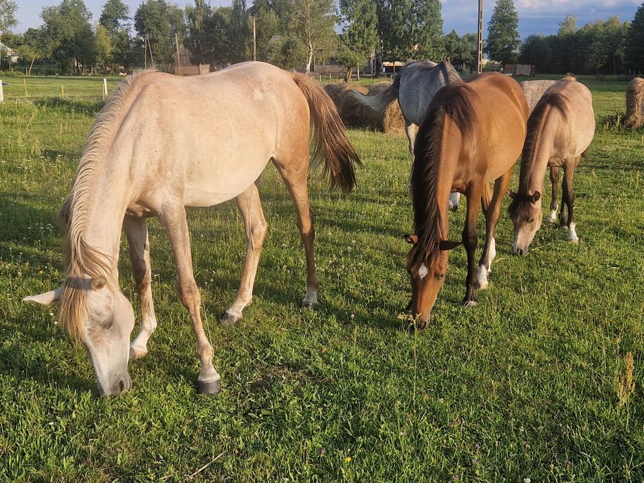 młoda klacz arabska, czysta krew arabska