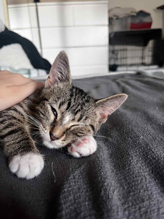 Dora - czarujące kocie dziecko