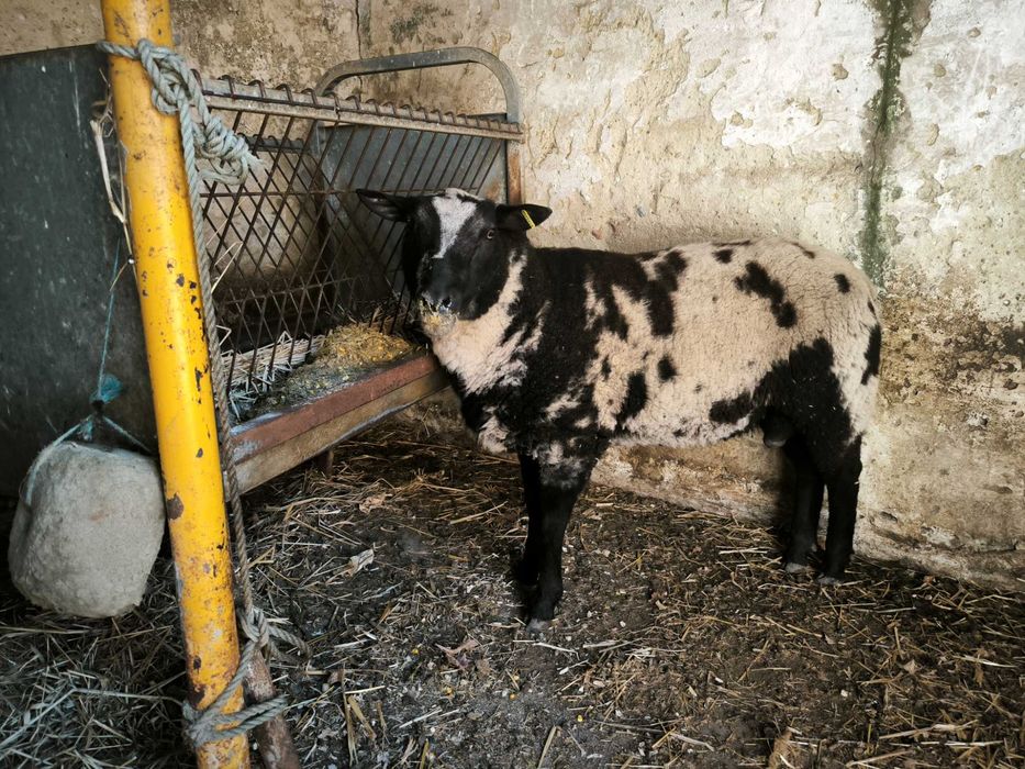 Borrego (anho 9 meses)