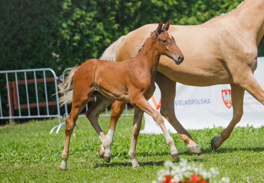 Na sprzedaż roczna klacz sp po ogierze Sandeman KWPN