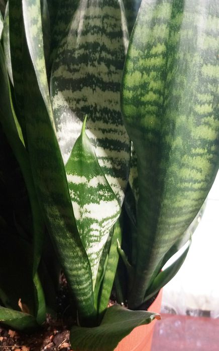 Сансевиерия Зейланика (Sansevieria Zeylaniсa)