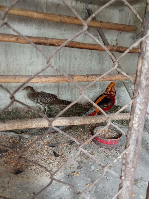 Sprzedam bażant złoty