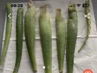 Aloes cera -liscie