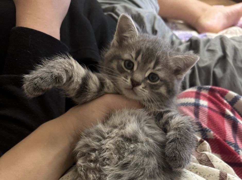 Прямовуха дівчинка