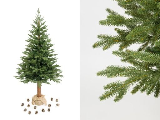 Świerk kaukaski 180cm lub 220 cm