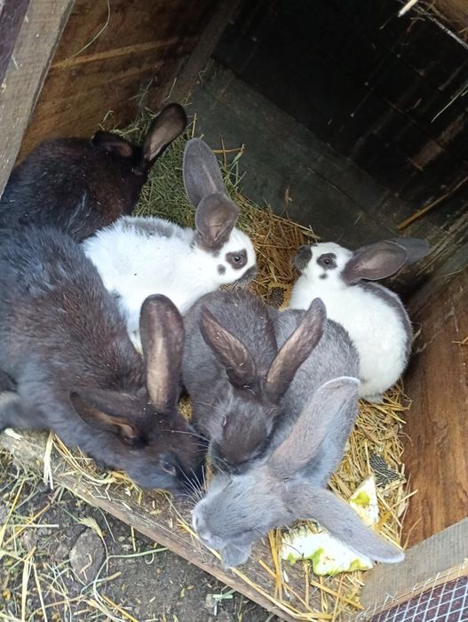 Króliki srokacz olbrzym niemiecki