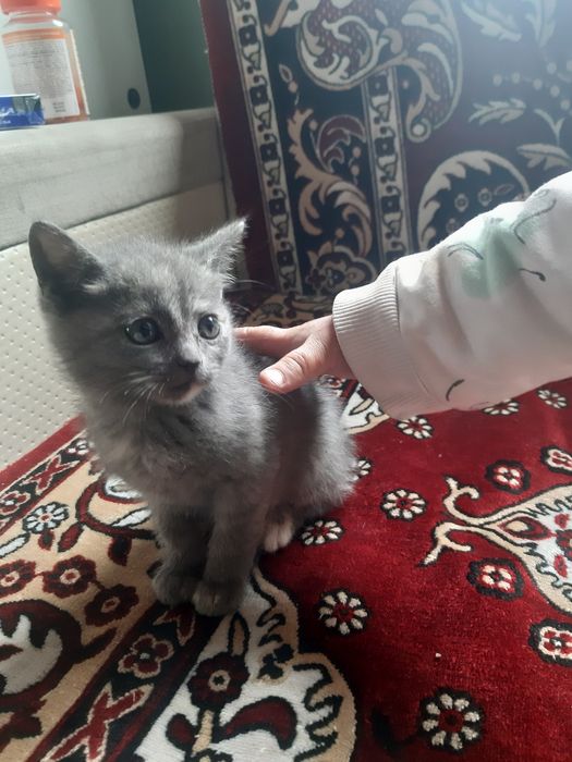 Віддам в хороші руки